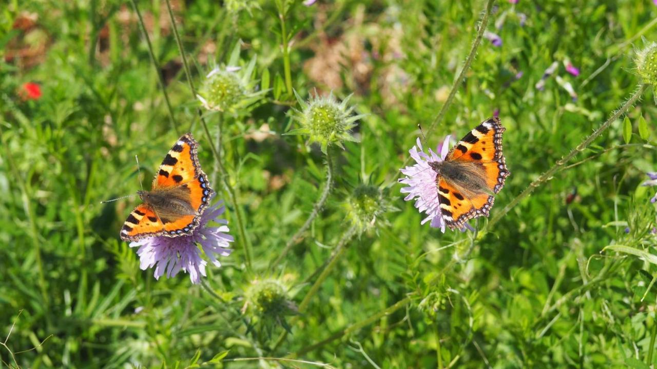 Urlaub Im Naturgarten Διαμέρισμα Bergneustadt Εξωτερικό φωτογραφία